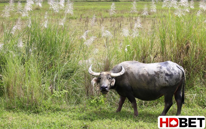 Kinh nghiệm đánh đề, xổ số bất bại