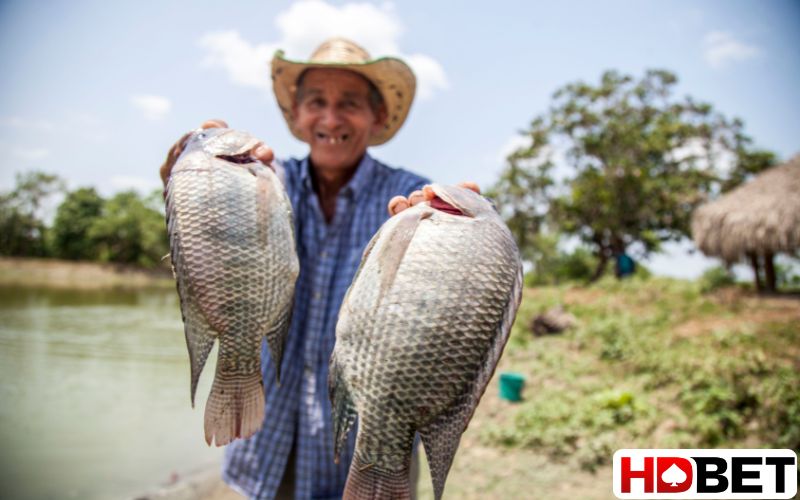 Mơ thấy bắt được nhiều cá trên sông cho biết điều gì?