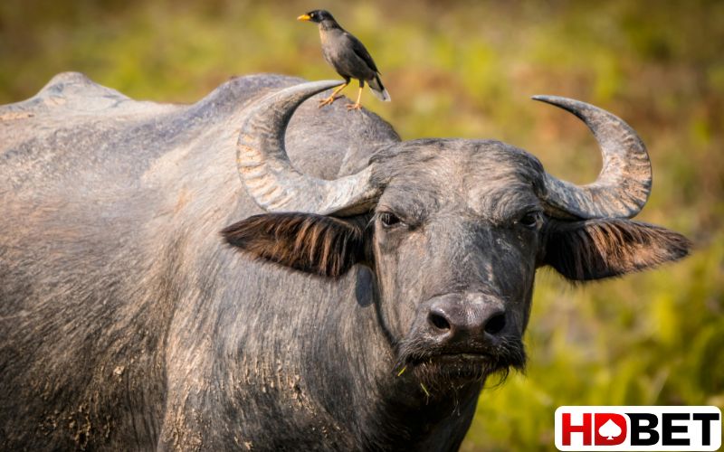 Nằm mơ thấy con trâu kéo cày dứt con lô nào?