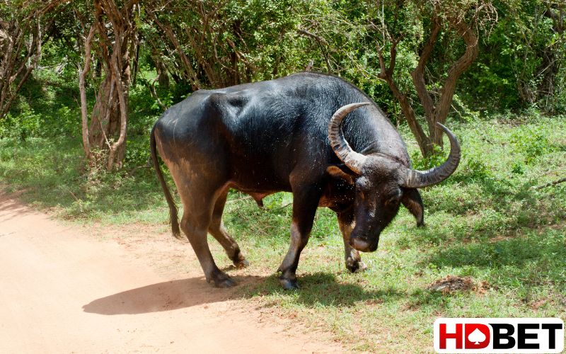 Nằm mơ thấy con trâu