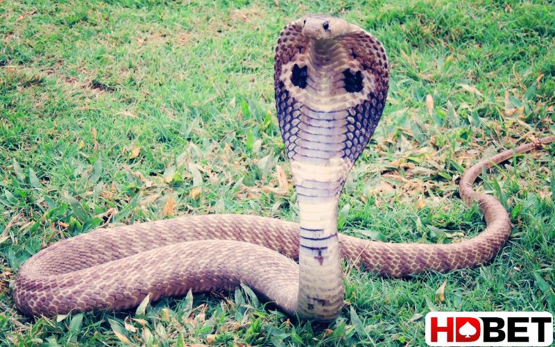 Tầm quan trọng khi chiêm bao thấy rắn