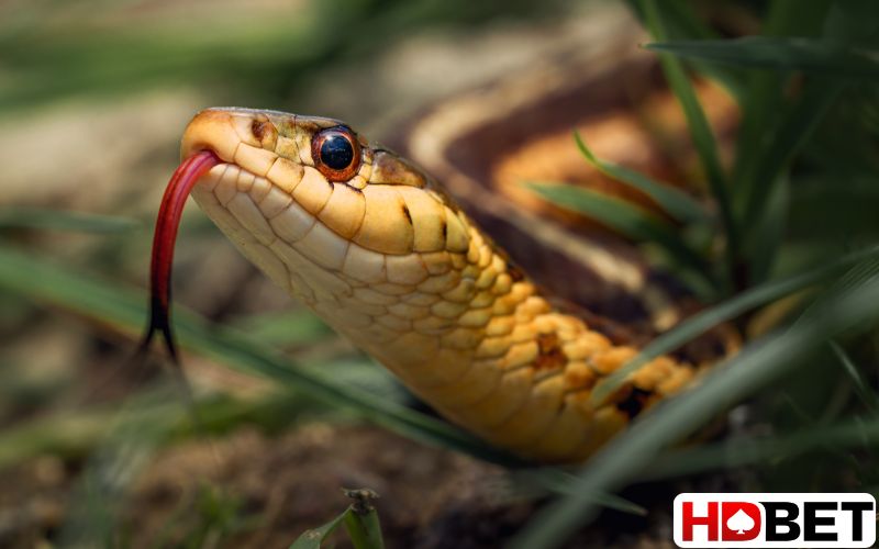 Tìm hiểu nằm mơ thấy rắn đánh số gì