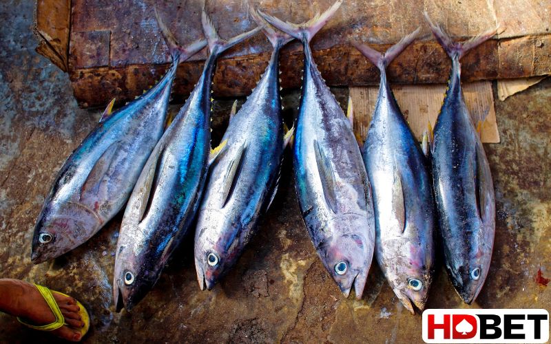 Nằm mơ bắt được nhiều cá