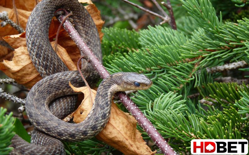 Nằm mơ thấy rắn đánh số gì